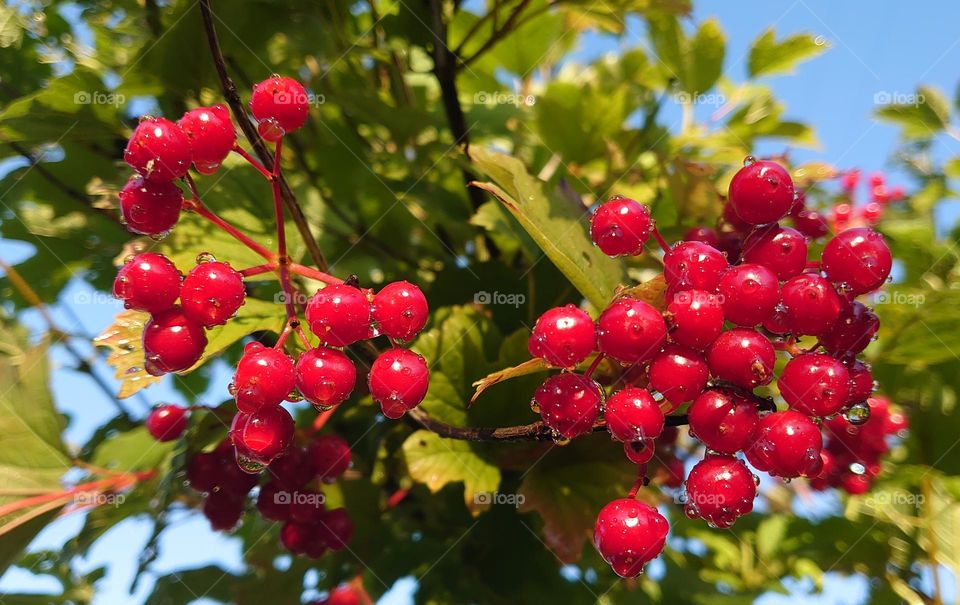 Berries 🔴Red 🔴After the rain🌦️