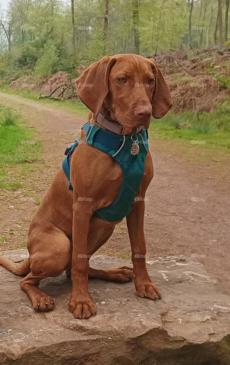 Hungarian Vizsla