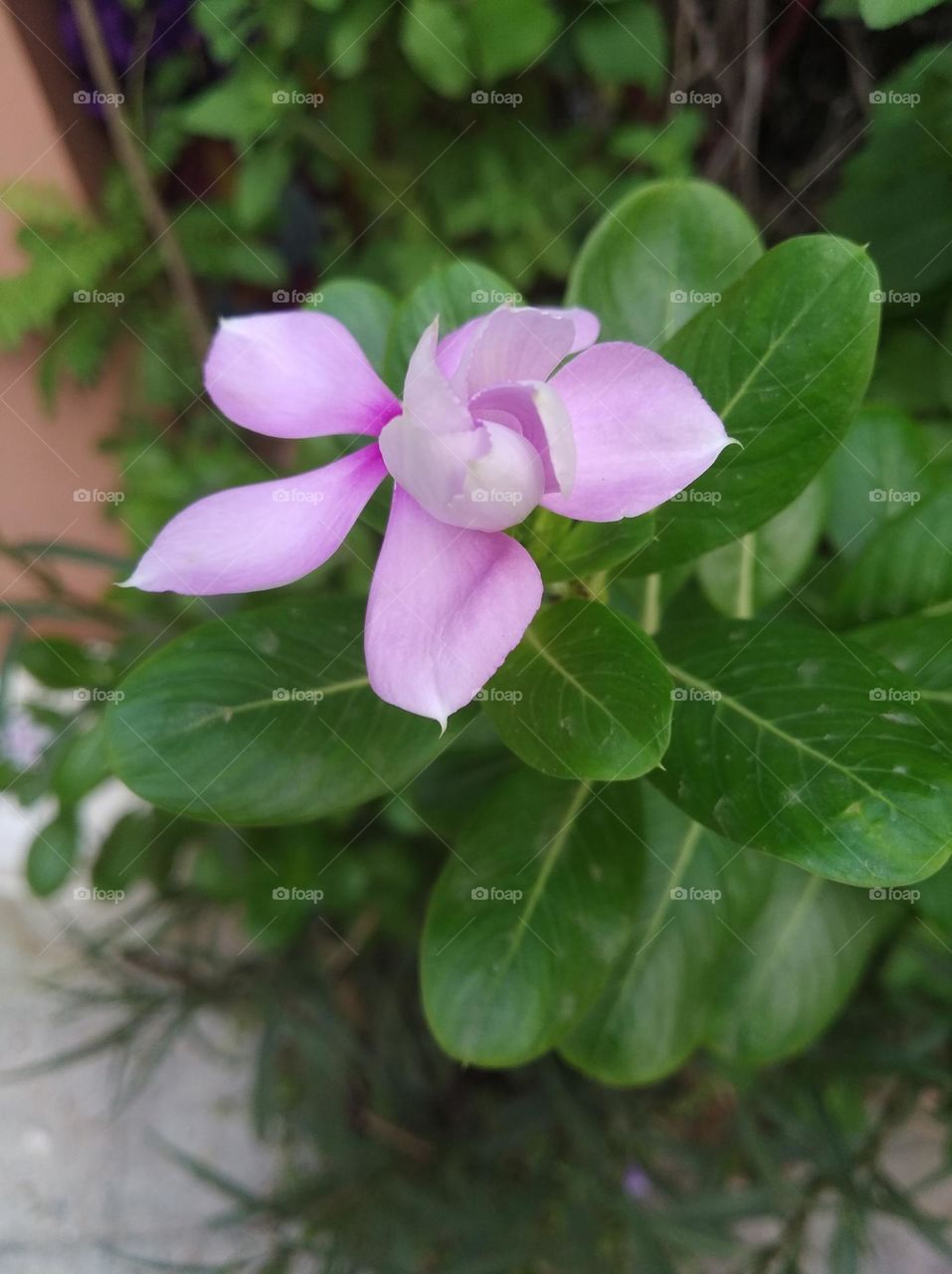 periwinkle pink flower seasonal fresh shurb small size looks very beautiful generally found everywhere