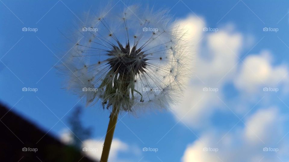 Dandelion