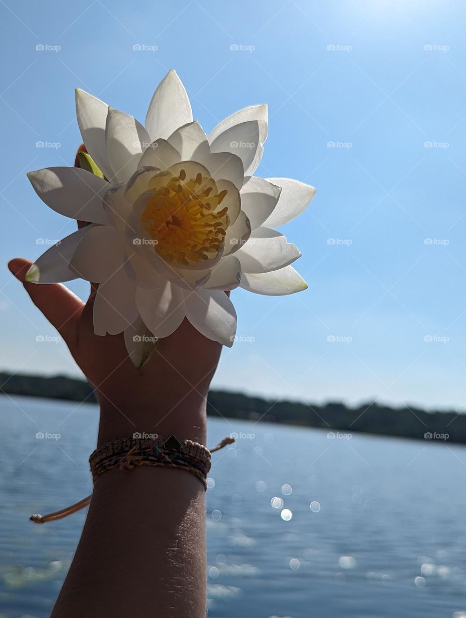 beautiful white lotus flower in a girl's hand on the pontoon on the blue sparkly lake with sunshine and clear blue sky