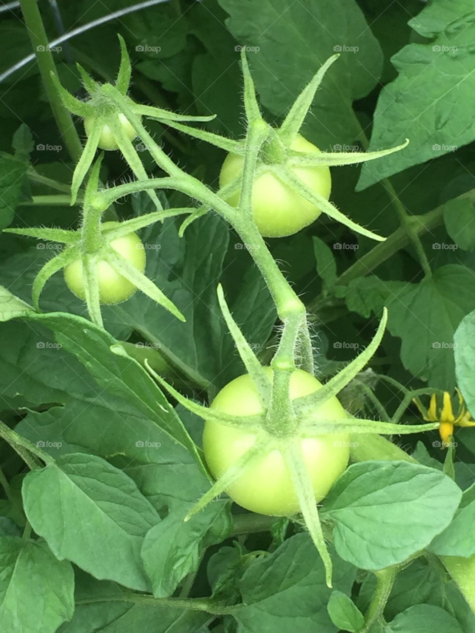 Tomatoes Growing