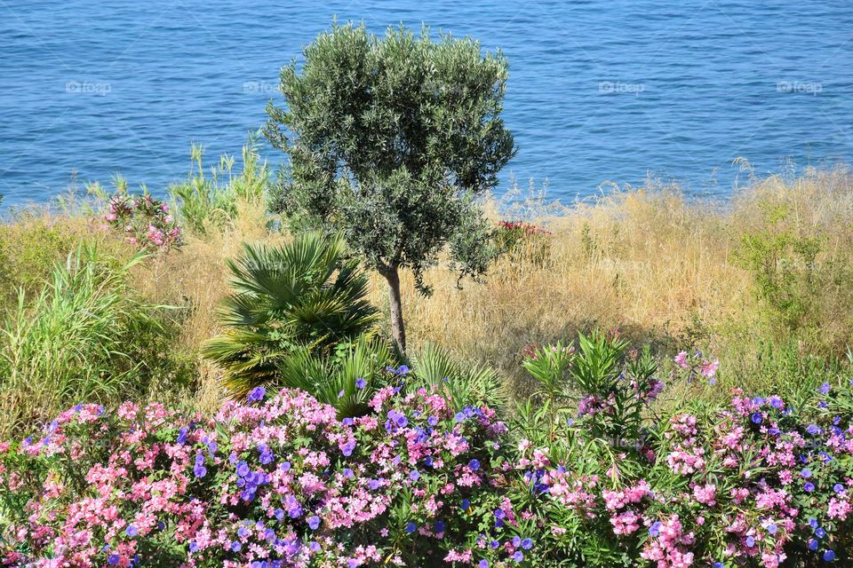 Nature on the coast of the Ionian Sea