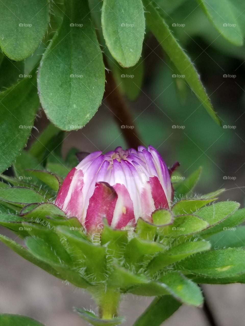 Flower bud ready to open up its colors