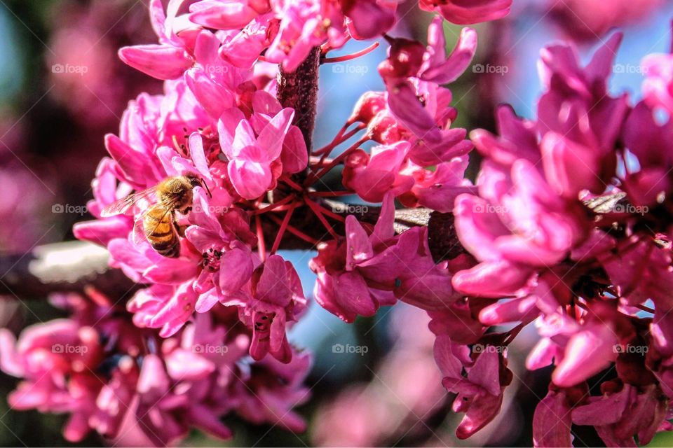 Close up view of a bee on a Redbud tree