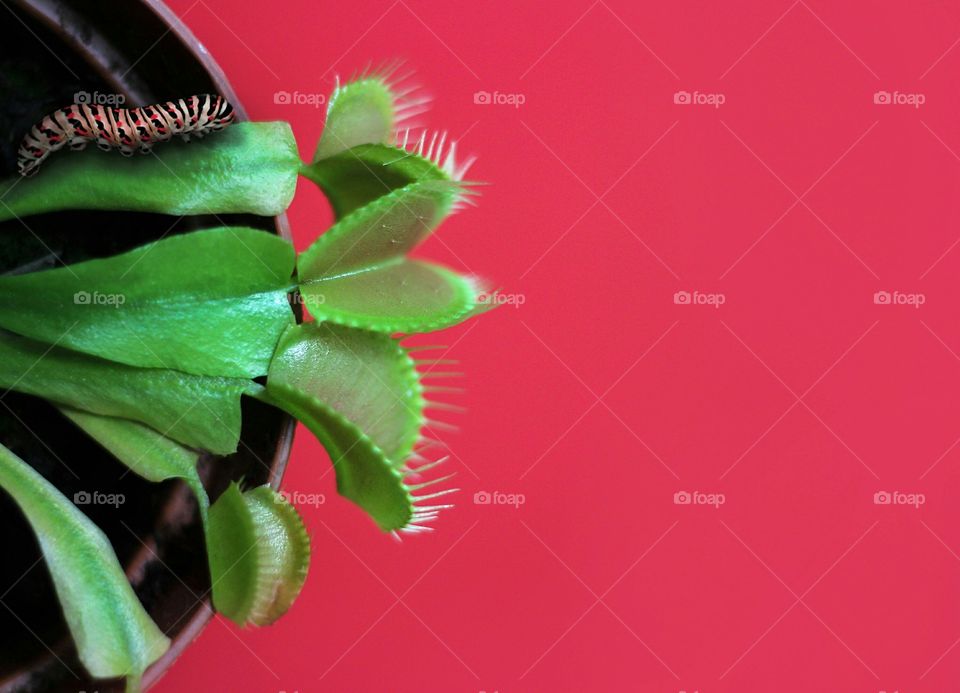 Venus fly catcher plant on red background and a caterpillar on it