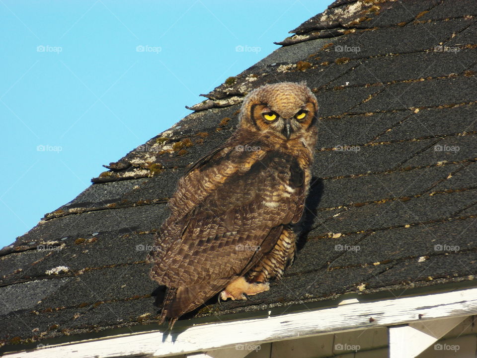 baby owl