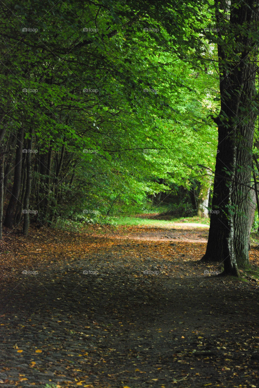 Scenics view of forest