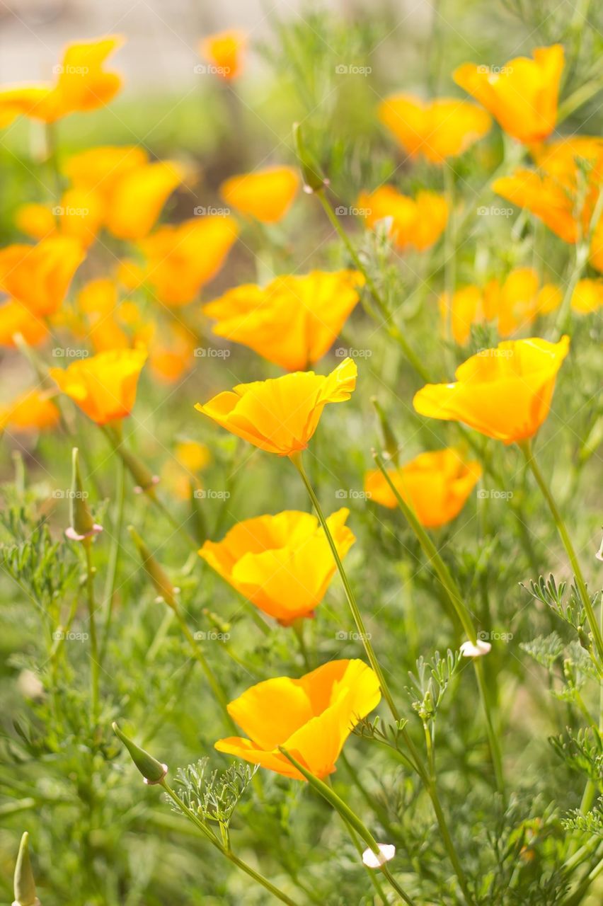 Spring blooms yellow poppies