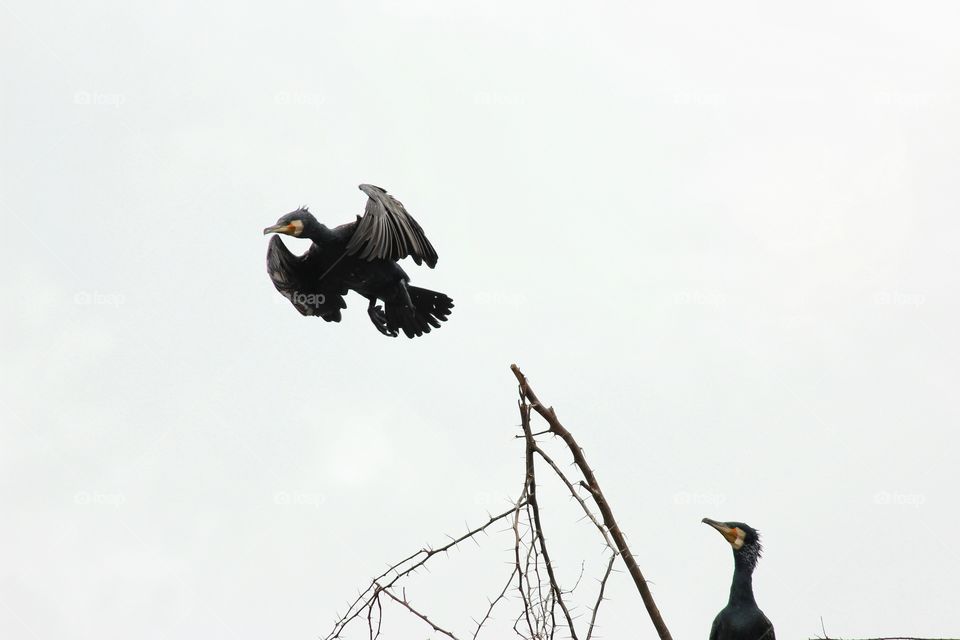 Low angle view of bird