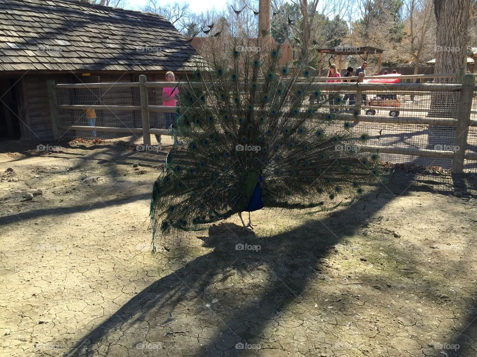 Peacock. 