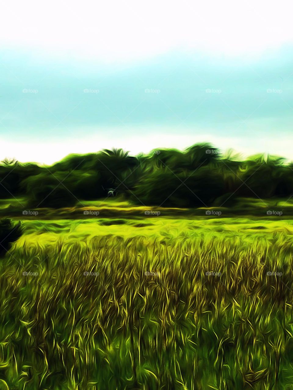 Wetlands At Bird Sanctuary