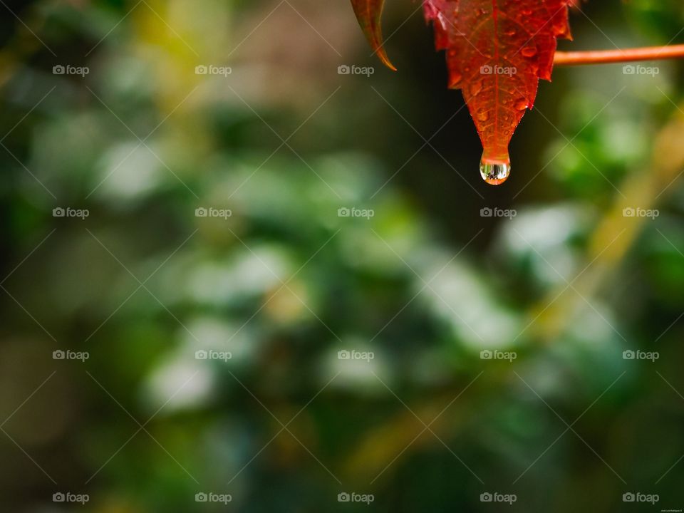 Hojas de otoño
 Autumn leaves