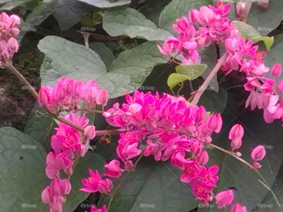 The very beautiful pink color bunch appears in the beginning of the spring season. Such salty plants make the entire pyramid.