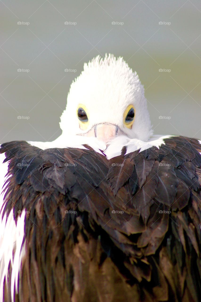 Pelican resting. A pelican resting with its beak buried in feathers 