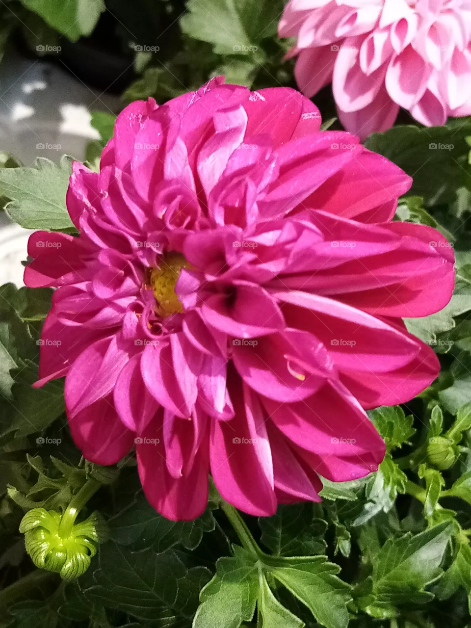 Blume