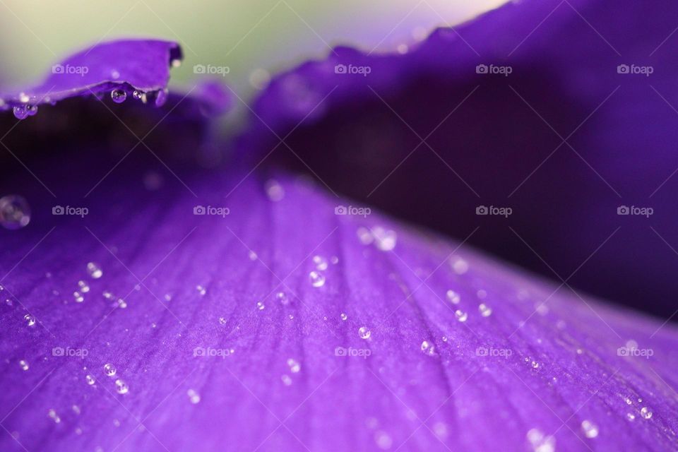Purple violet