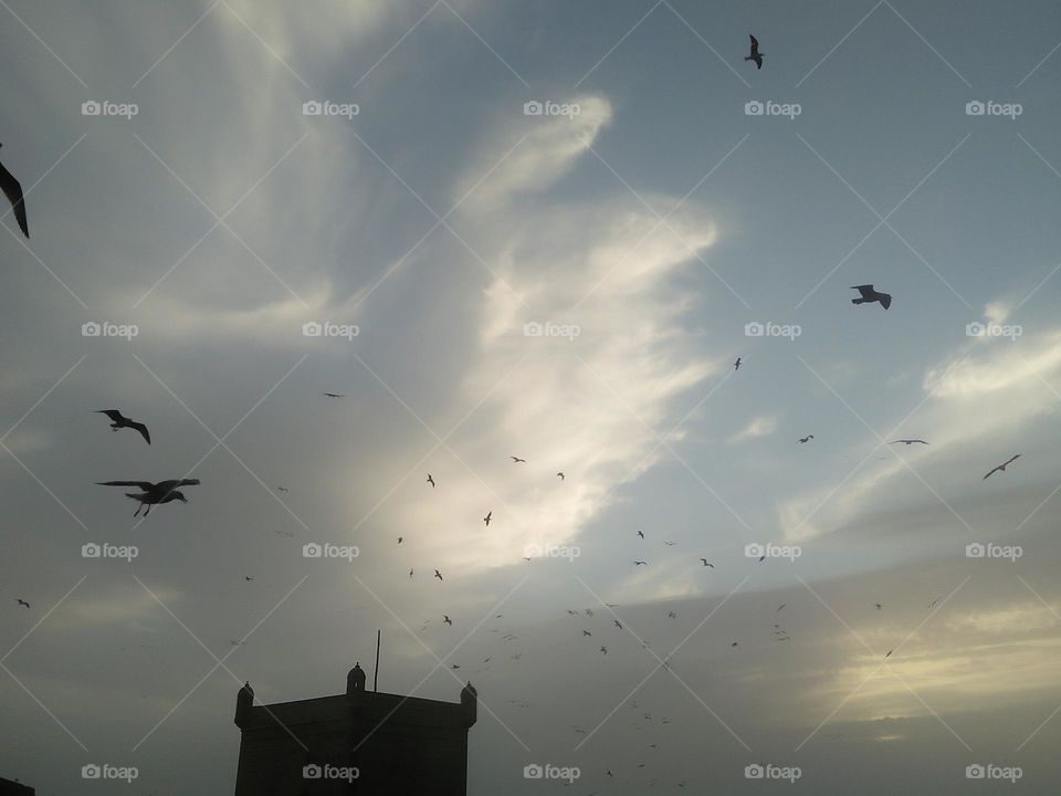 Flock of seagulls flying cross the sky at essaouira city in Morocco.