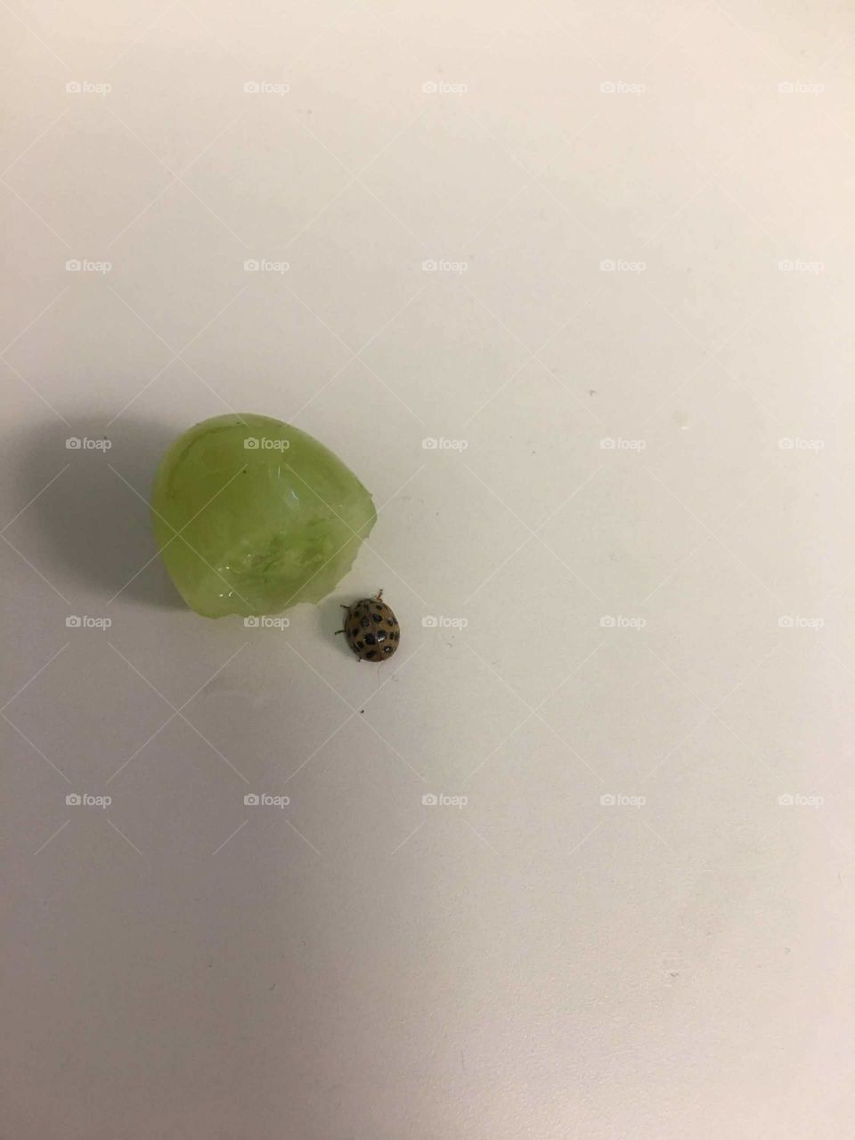 Ladybug Green Grape