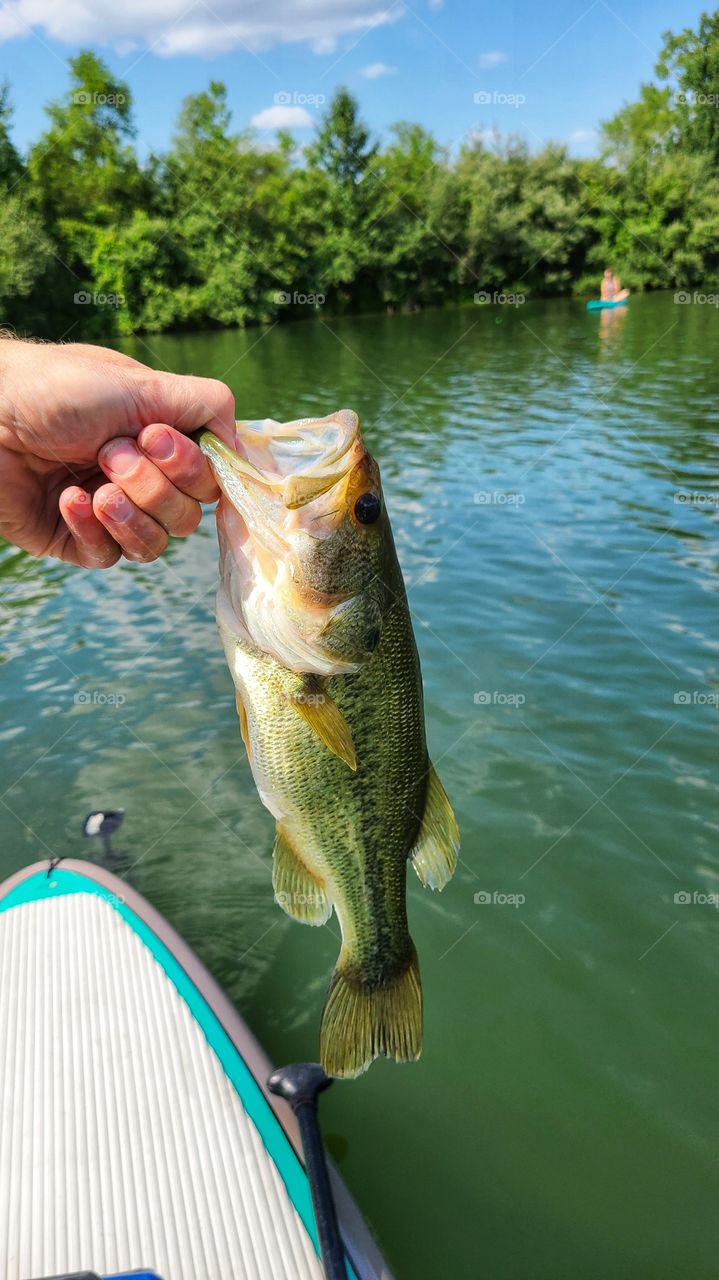 bass fishing from a stand up paddleboard
