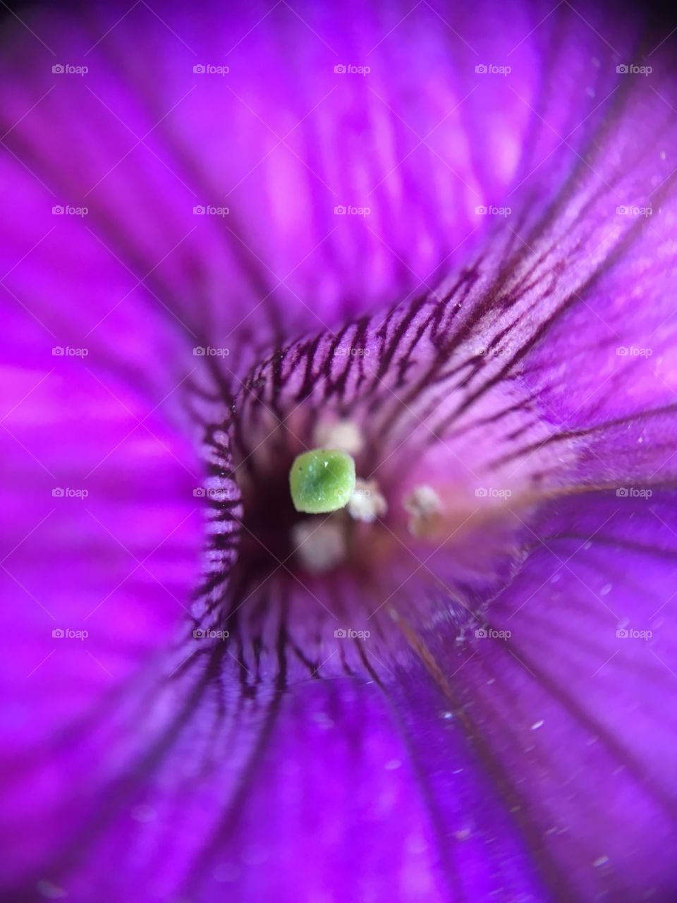 Macro shot of flower