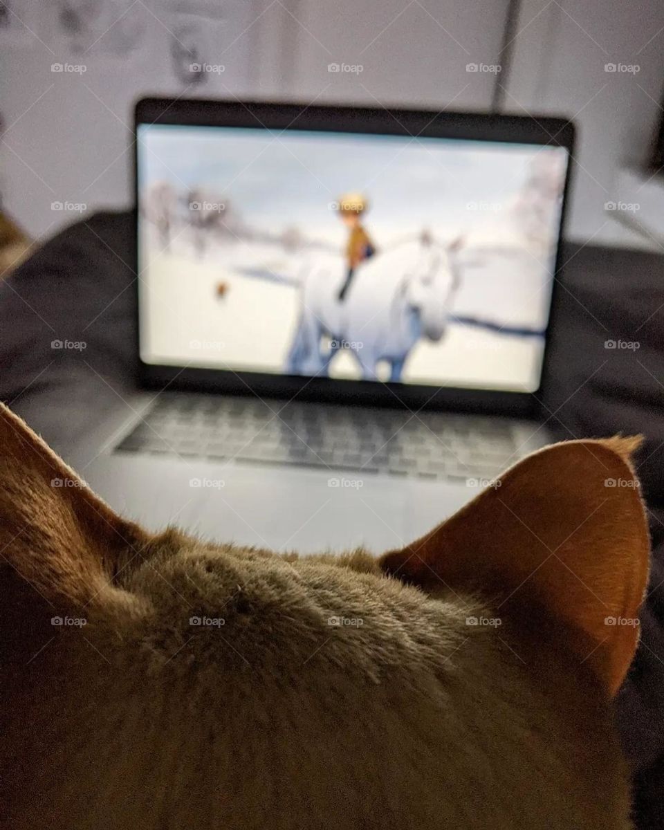 Mesmerising shot with the Cat watching cartoon movie.