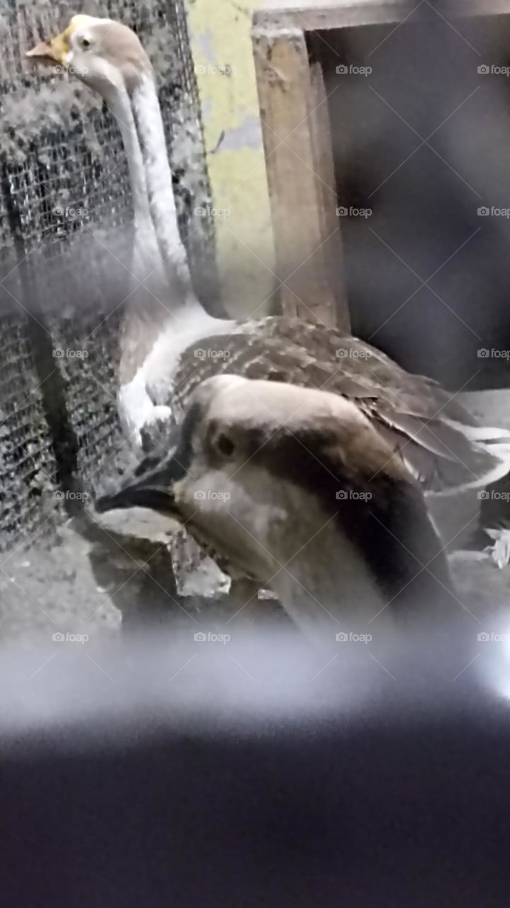 swan in cage adjusting for his life. no matter if it's day or night