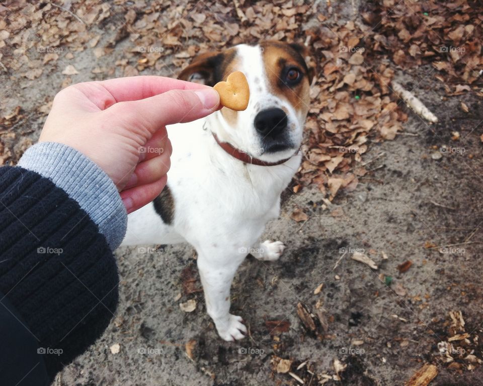 Cute puppy with heart eye 