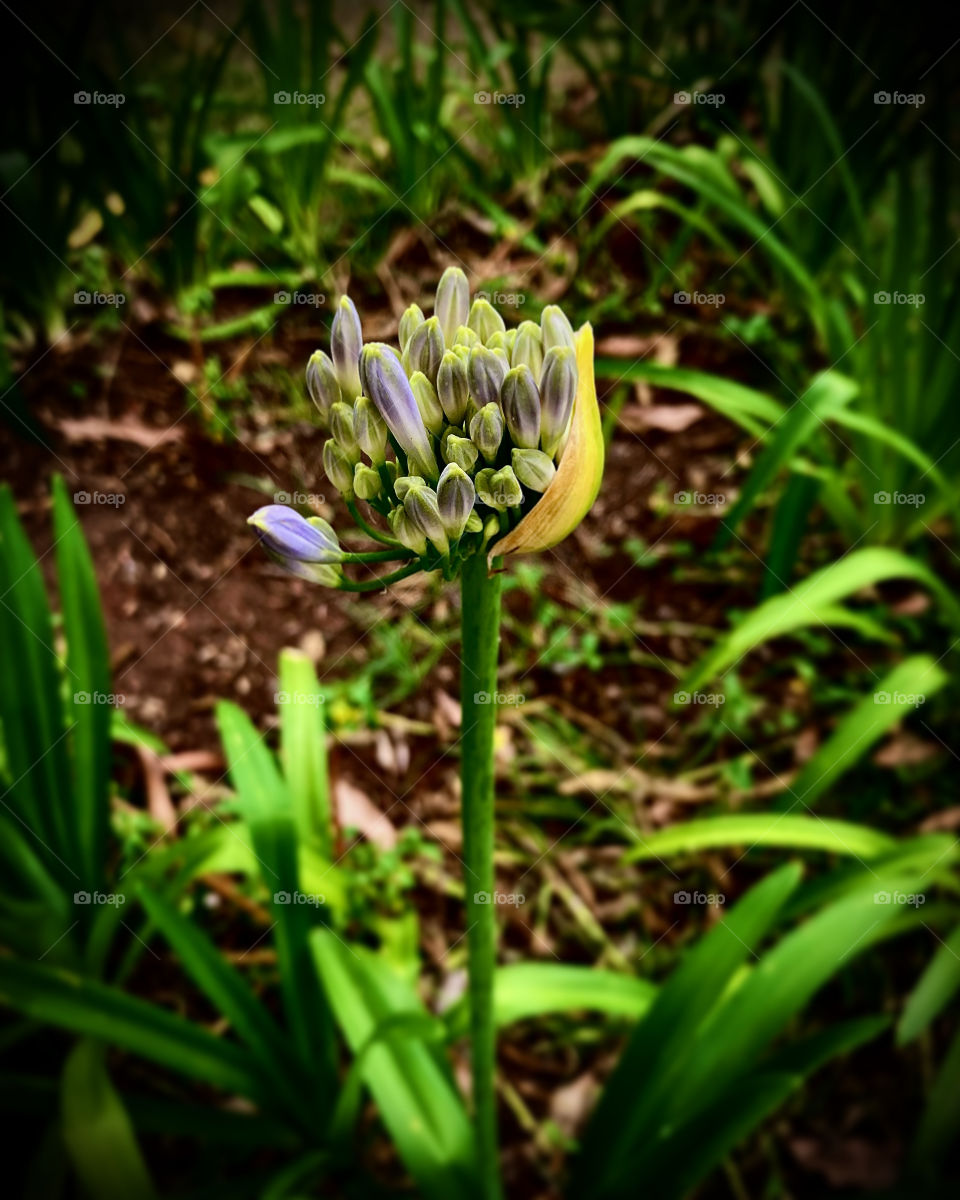🌹 🇺🇸 Very beautiful flowers to brighten our day. Live nature and its beauty. Did you like the delicate petals? / 🇧🇷 Flores muito bonitas para alegrar nosso dia. Viva a natureza e sua beleza. Gostaram das pétalas delicadas?