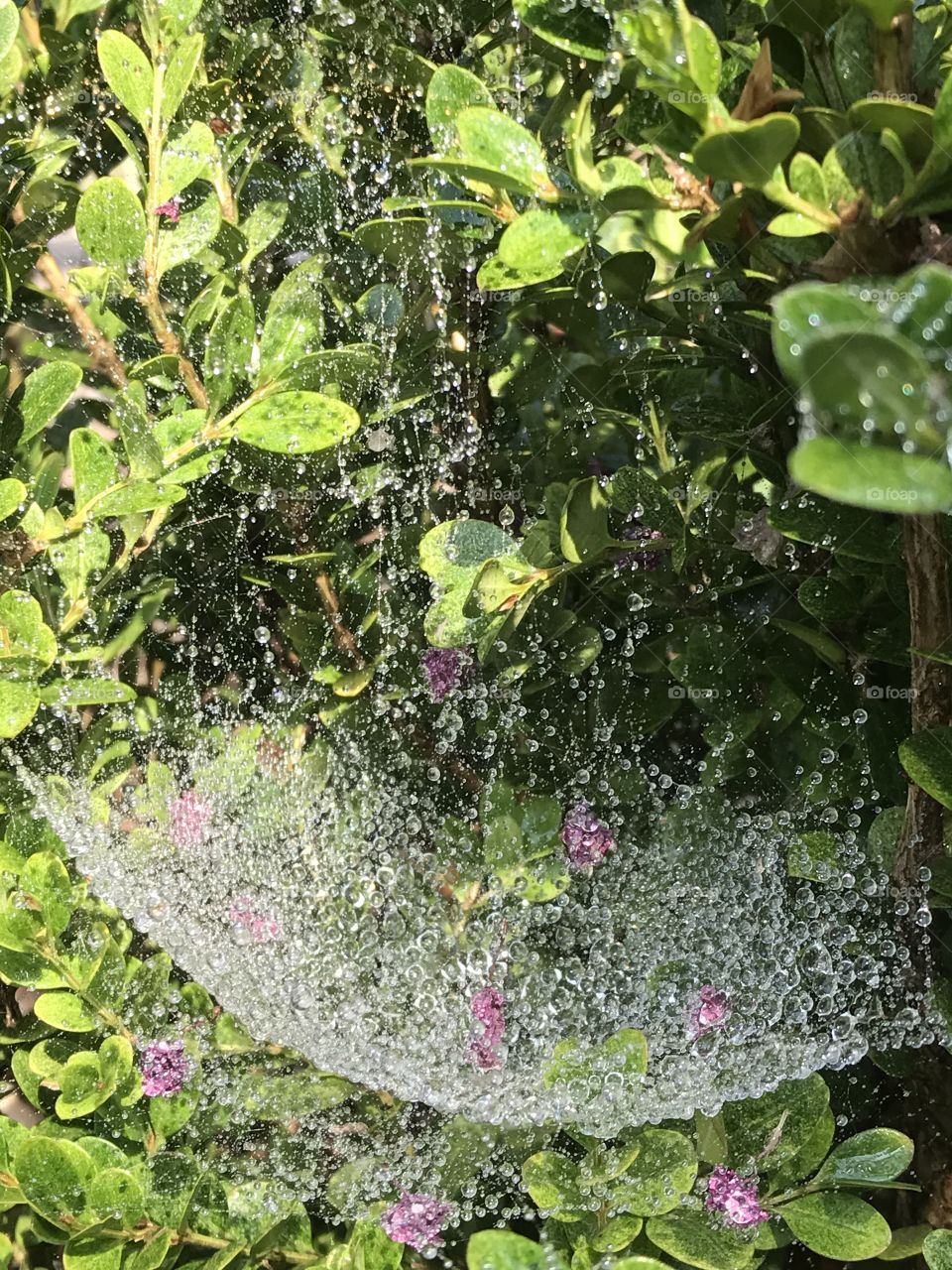 Sparkle Spider Web