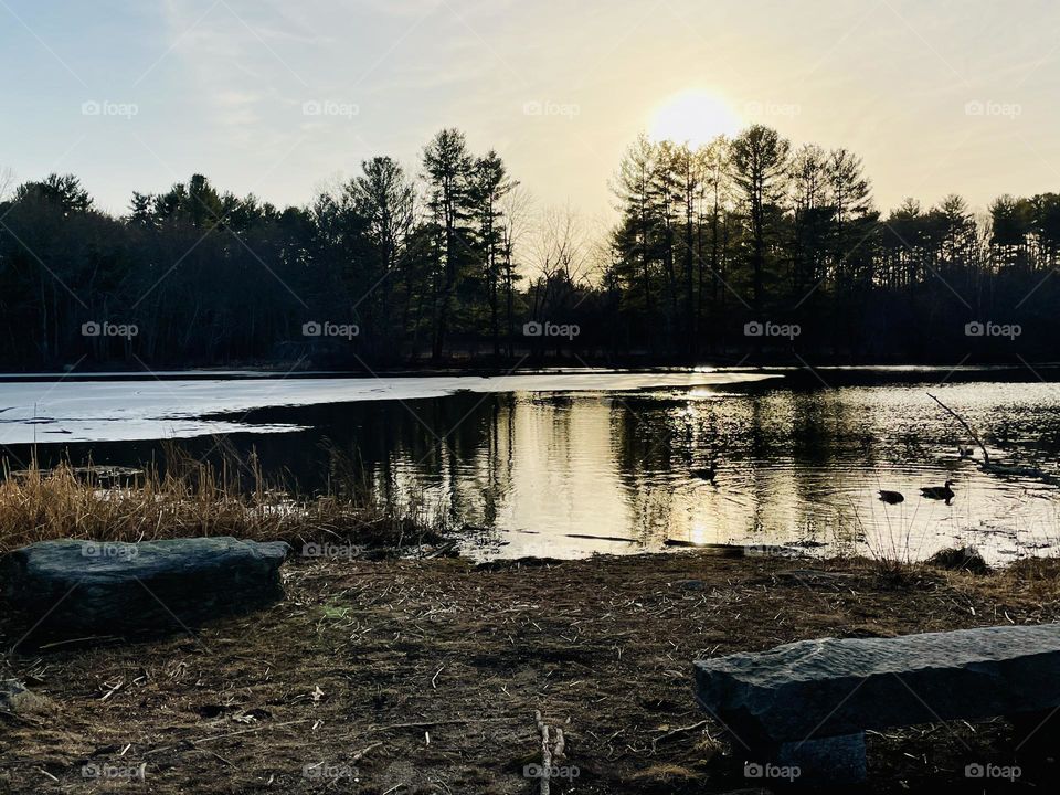 The sun sets over a peaceful New England pond, casting warm yellow tones across the sky. Canadian geese float effortlessly on the calm partially unfrozen water. Bare trees line the shore, signaling the quiet arrival of spring.