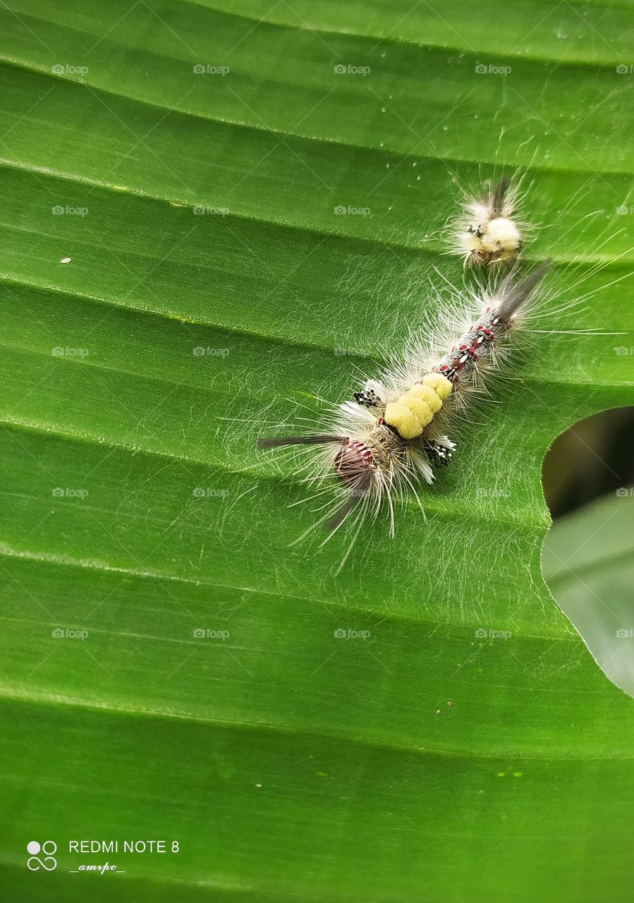 Brown Tussock Moth caterpillar with its sibling on banana leaf enjoying their evening.