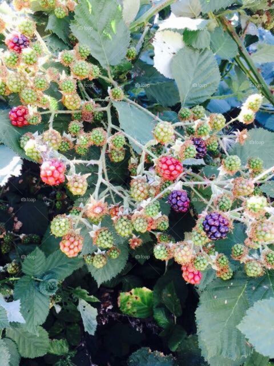 Summer
Raspberries 