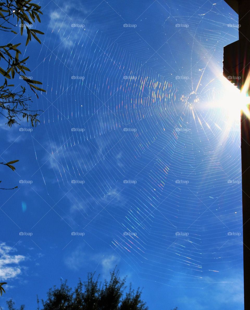 Ray of web