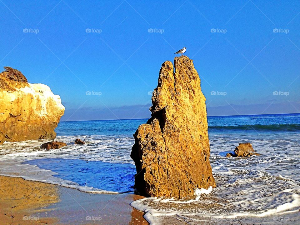 Seagull perching on cliff