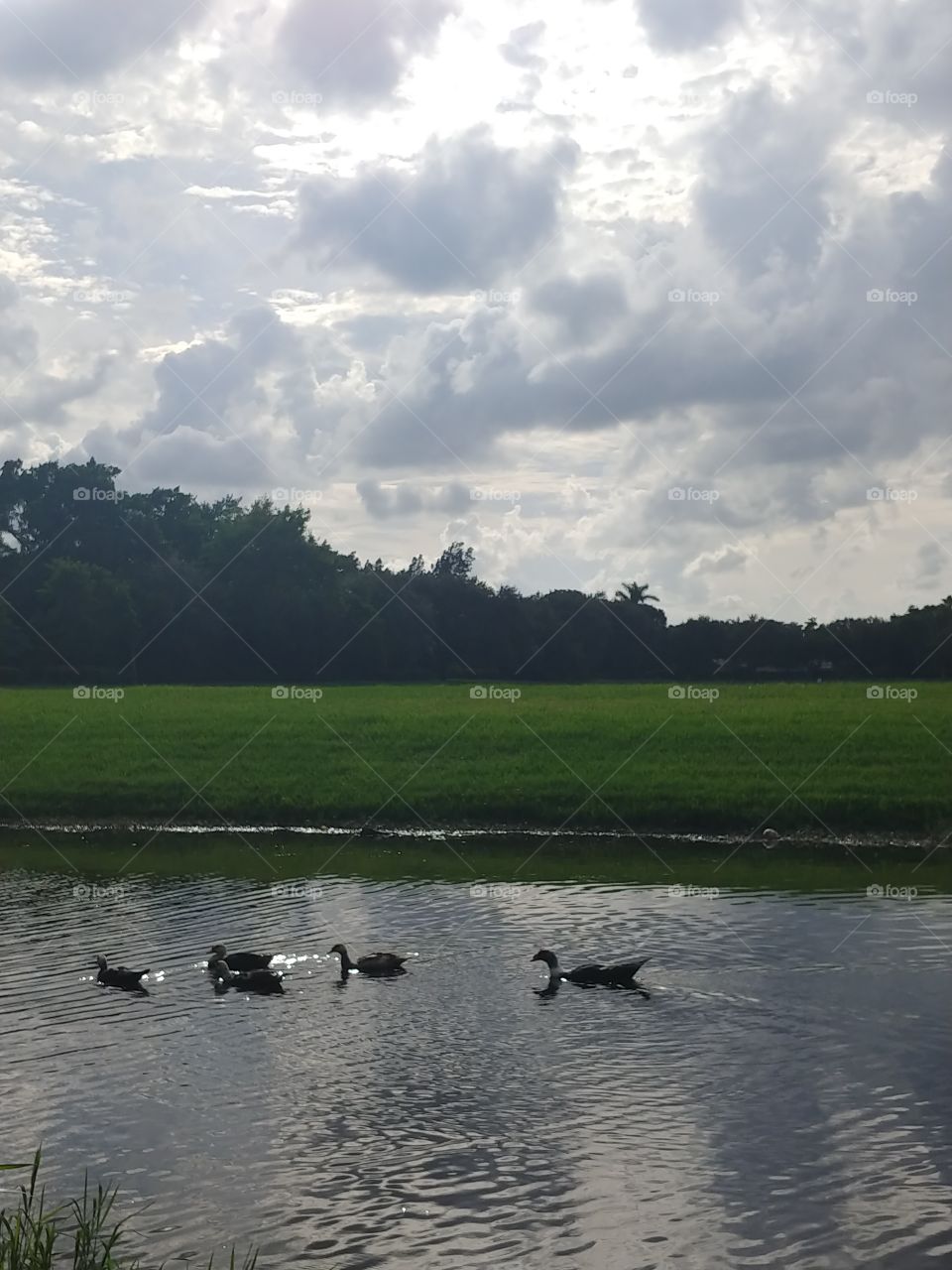 B Lake ducks