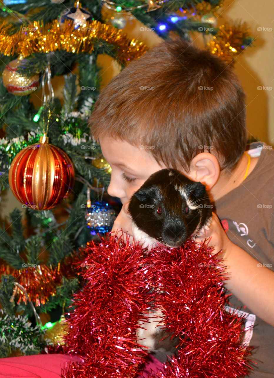 child and guinea pig christmas time