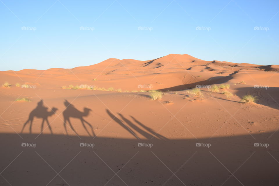 Dromedary Shadows at Sahara desert, Morroco