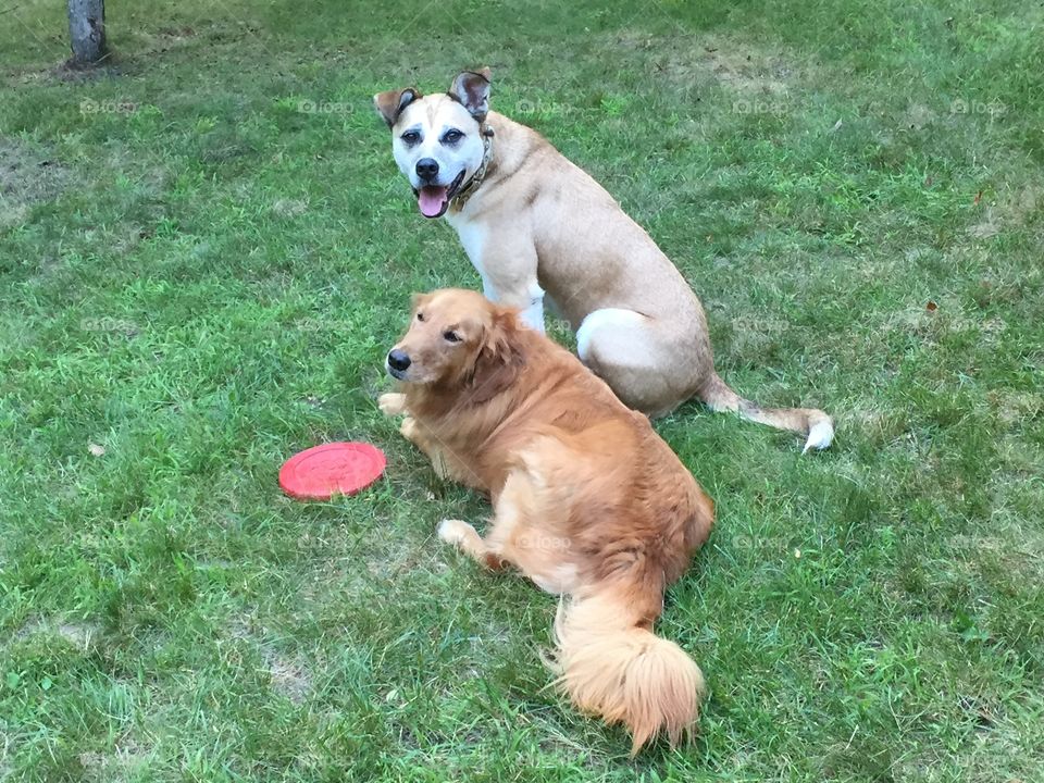 Dogs playing together. Two dogs stand guard over a frisbee in the lawn, A golden retriever and a mutt, true love.