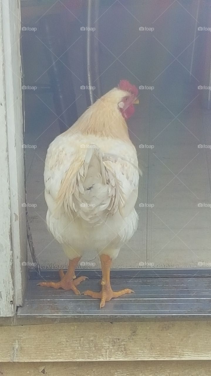 chicken  in the house