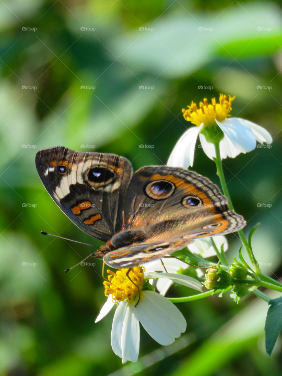 common buckeye