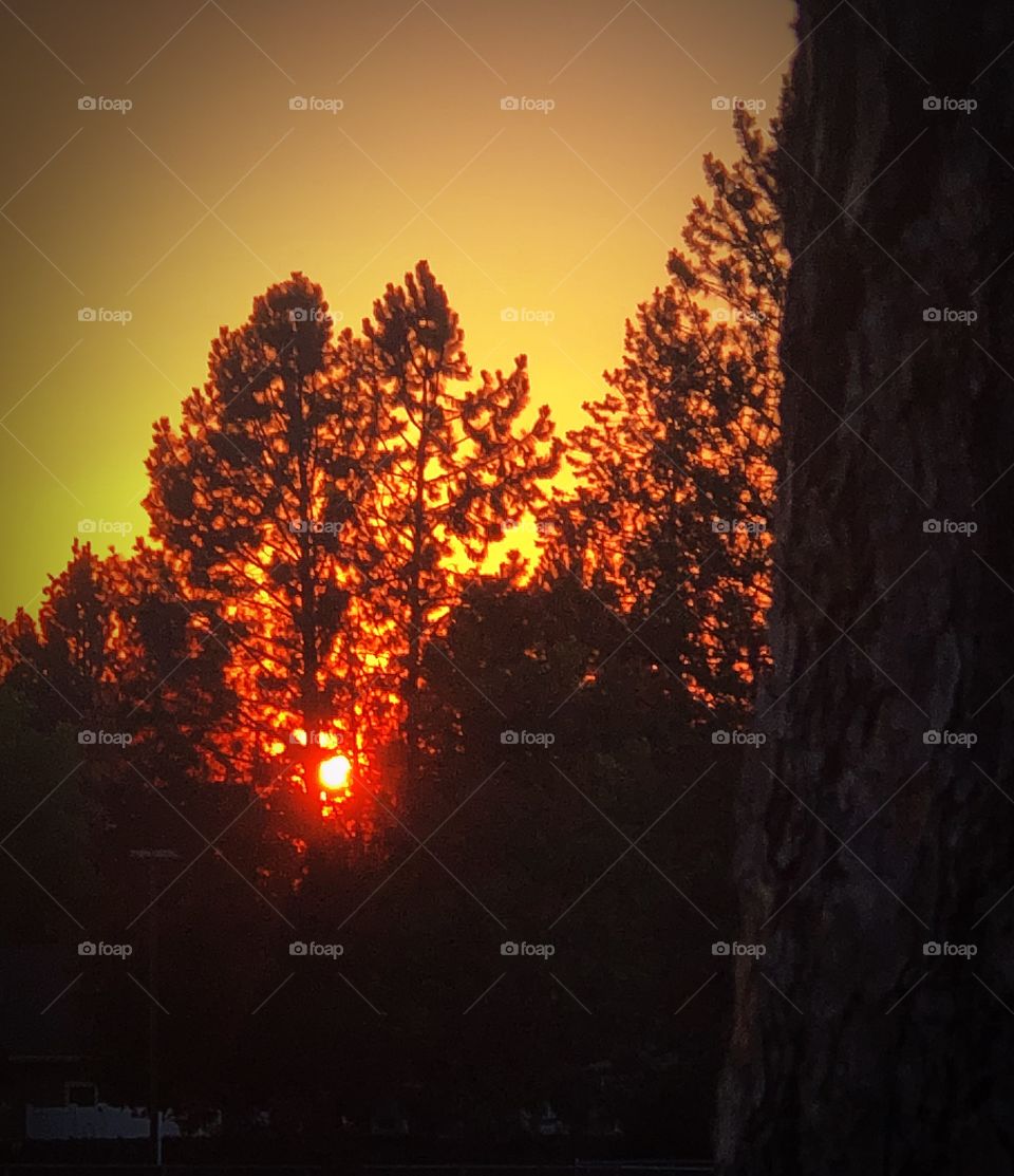 Sun fire through the trees