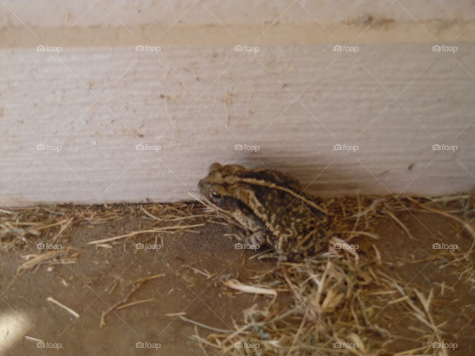 ribbit ribbit. This is a picture of a frog 🐸 that I took while on vacation in the Gulf of Mexico. 👣 🚶 🏃 🔥 💨