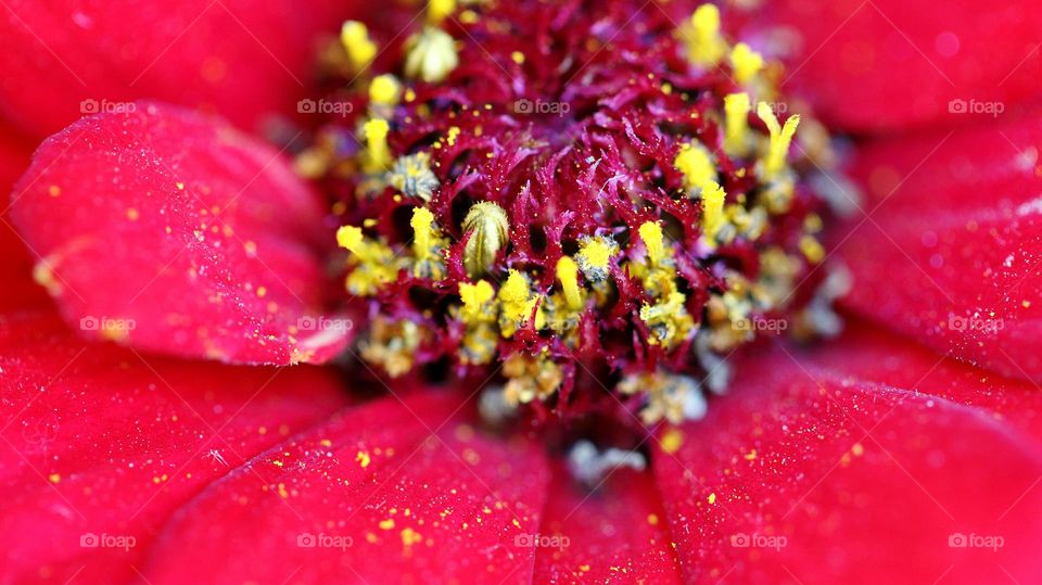 Macroaufnahme von roter Blüte