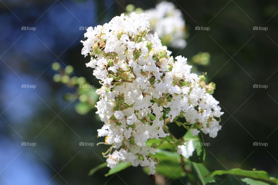 white flowers on a tree