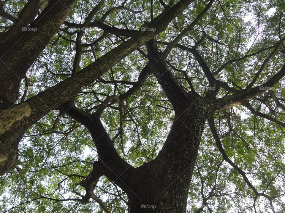branch of tree
