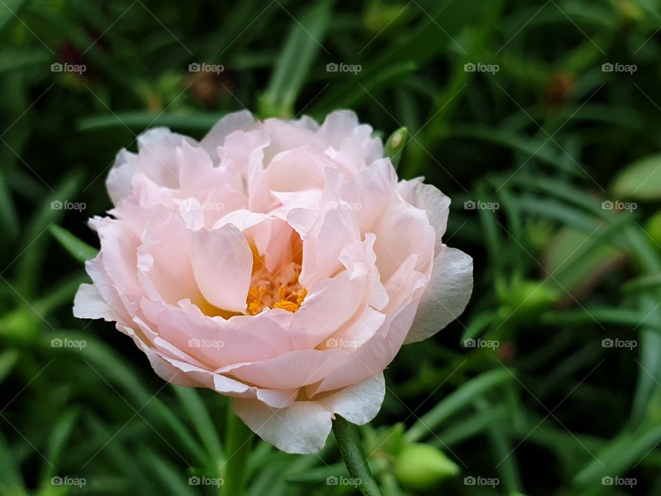 my beautiful Portulaca grandiflora