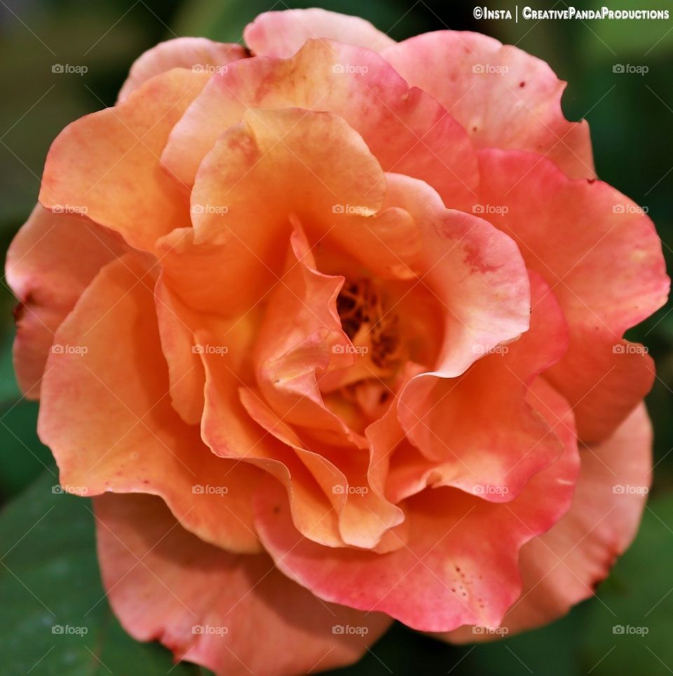 Beautiful Flower Poster, Flower Wallpapers, Flower Calender, Flower Screen Saver, Beatiful Flower, Pink Rose