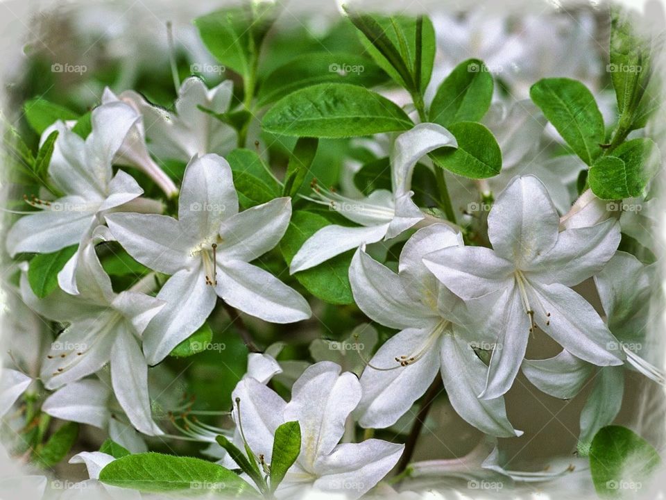 Wild Honeysuckle . Grew on the fence at my old house. I loved the sweet smell it gave off. 