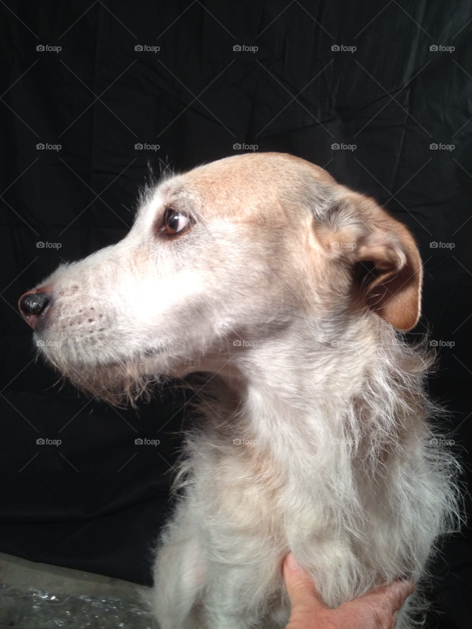 dog portrait terrier mutt by bcpix